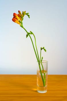 Red and yellow freesia flowers in a small  shot glass