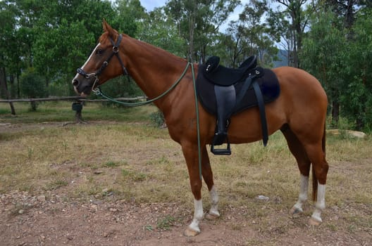 etreme saddled