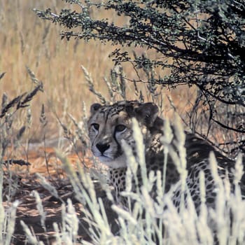 Cheetah (Acinonyx jubatus), Africa, Namibia, Hardap, Kalahari