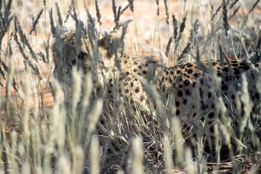 Cheetah (Acinonyx jubatus), Africa, Namibia, Hardap, Kalahari
