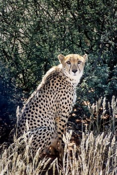 Cheetah (Acinonyx jubatus), Africa, Namibia, Hardap, Kalahari
