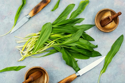 Healthy fresh wild garlic or bear leek, as a spice for meat, fish and vegetable dishes