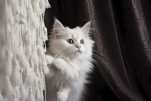 The white kitten looks like it's stuck while hanging from the curtain rod, but it's actually just practicing its ninja skills