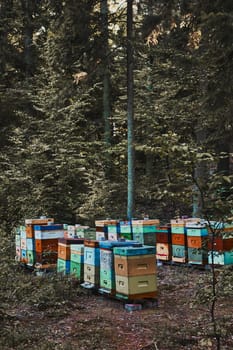 Apiary with hives in a forest natural environment. Copy space top