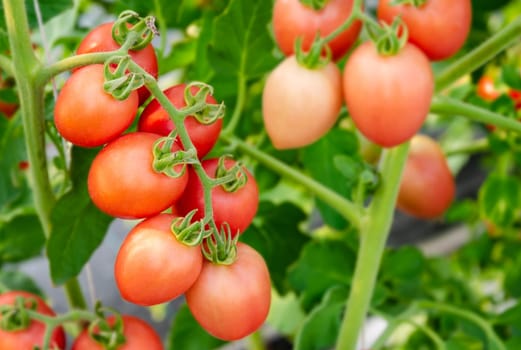 Fresh unripe red tomatoes growing on the vine in greenhouse