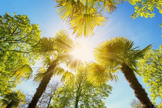 Bottom up view of palm trees in Spain. Concept of the vacation and tourism.