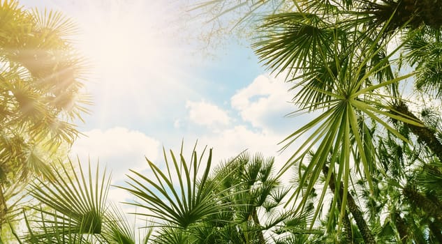 Bottom up view of palm trees in Spain. Concept of the vacation and tourism.
