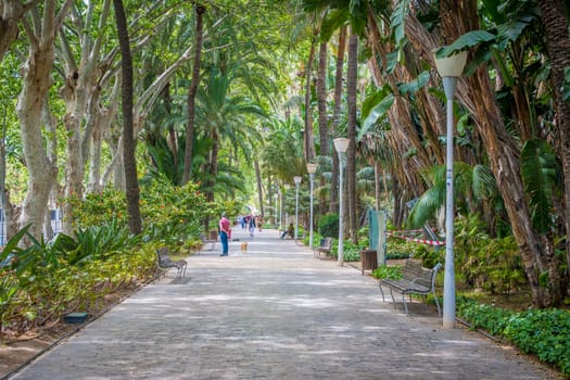 Malaga, Spain, April 2023: View on Parque de Malaga and Paseo de Espana, green and lush pedestrian walkway surrounded by trees through the city park