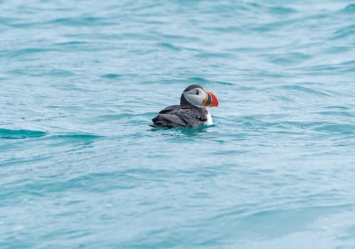 Atlantic Puffin Swimming in the Ocean in the Svalbard Islands in Norway