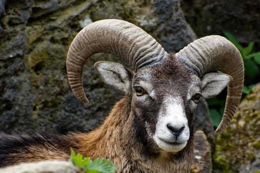 Mouflon