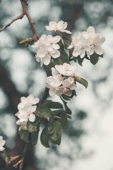 Close up of branches with white cherry blossoms in orchard in spring. Spring flowers. Spring background