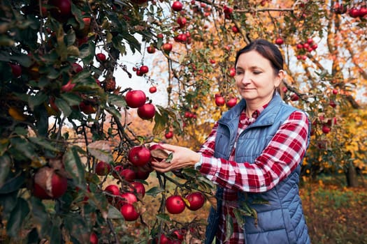 Woman picking ripe apples on farm. Farmer grabbing apples from tree in orchard. Fresh healthy fruits ready to pick on fall season. Agricultural industry. Harvest time in countryside