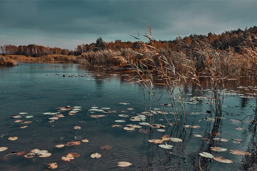 Autumn lake forest scene on stormy day