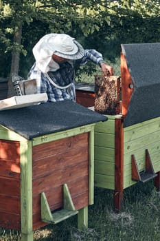 Beekeeper working in apiary. Drawing out the honeycomb from the hive with bees and honey on comb. Real people, authentic situations