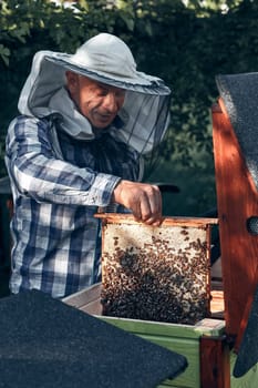 Beekeeper working in apiary. Drawing out the honeycomb from the hive with bees and honey on comb. Real people, authentic situations