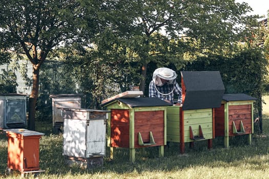 Beekeeper working in apiary. Real people, authentic situations