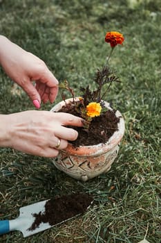 Gardener replanting a plant into a new pot. Top view of female hands planting a flower. Using tools rake and shovel. Real people, authentic situations