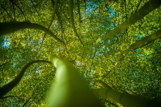 Low angle view in a bamboo forest. Beauty in nature. Selective focus.