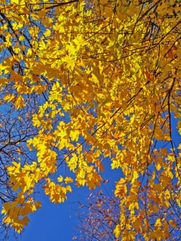 Autum leaves in the Park