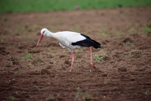 A White Stork, Ciconidae searches for mice and other animals in a freshly ploughed field.