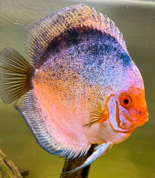 Portrait shot of discus fish in an aquarium, Amazon Aquarium.