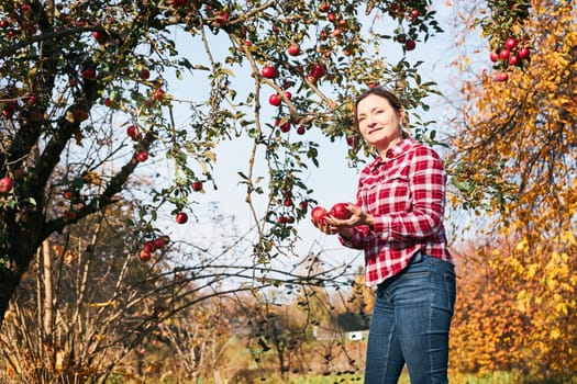 Woman picking ripe apples on farm. Farmer grabbing apples from tree in orchard. Fresh healthy fruits ready to pick on fall season. Agricultural industry. Harvest time in countryside