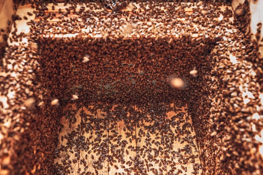 Colony of bees working in hive. Bees inside hive. Harvest time in apiary. Beekeeping as hobby. Agriculture production