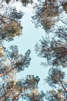 Top of the trees over blue sky view from ground. Natural background