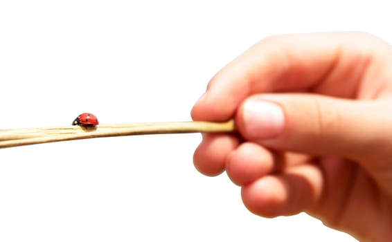 A ladybug crawling on a branch