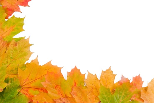 Fall autumn leaves on white background - isolated