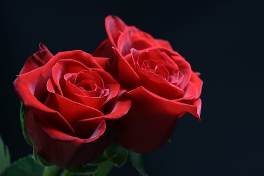 two red rose on black background