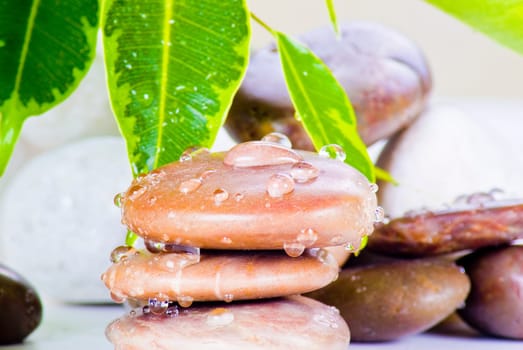 Water drops on stones with ficus plant