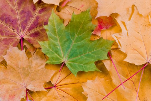 Autumn yellow and red leaves with one green on the middle