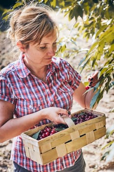 Woman picking cherries in orchard. Gardener working in garden. Farmer holding basket with ripe fruits