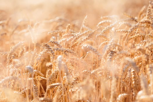 Closeup of field of ripe golden wheat