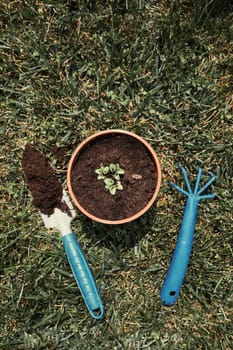 Replanting plant into a new pot. Top view of pot with flower and tools shovel and rake on bricks. Real people, authentic situations