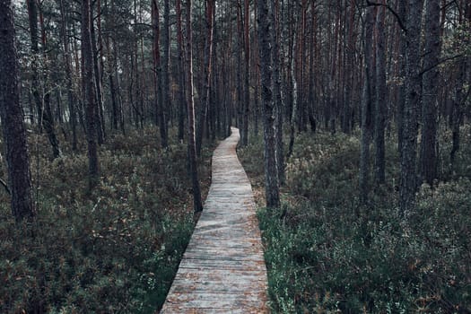 Wooden path leading through the swamp and forest in a natural park. Autumn forest landscape