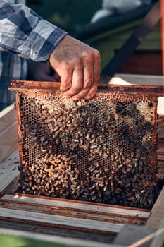 Beekeeper working in apiary. Drawing out the honeycomb from the hive with bees and honey on comb. Real people, authentic situations