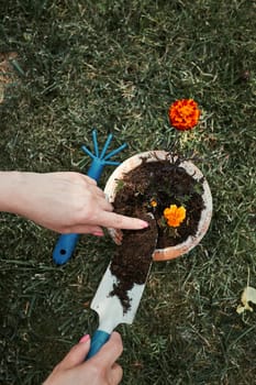 Gardener replanting a plant into a new pot. Top view of female hands planting a flower. Using tools rake and shovel. Real people, authentic situations