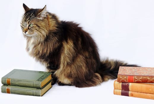 Cats are very clever animals. A Norwegian Forest Cat and books