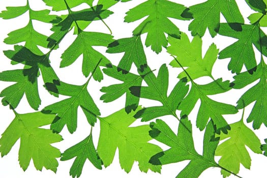 Hawthorn leaves (Crataegus),exempted from a white background