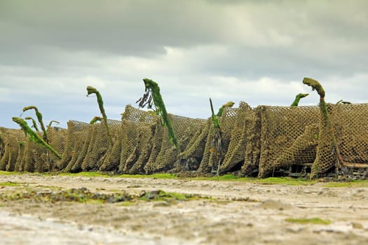 Oyster farming at Cancale in the Bay of Mont-Saint-Michel,English Channel,Ille-et-Vilaine,Brittany,France,at low tide