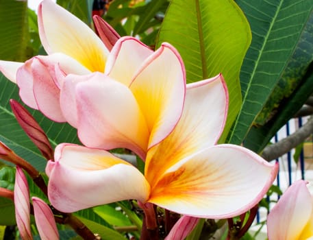 Beautiful flower, beautiful nature blur background