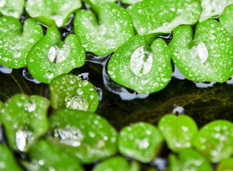 Abstract for design, Close-up from plant