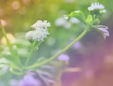 Beautiful flower, beautiful nature sweet color
