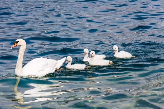 Swan (cygnus olor) family with babies