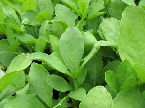 Fever clover,Menyanthes trifoliata