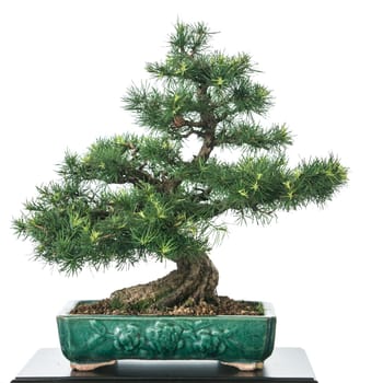 Larch (Larix decidua) as bonsai tree with green needles