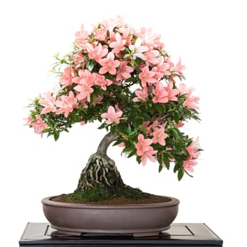 Satsuki Azalee with pink flowers as bonsai tree