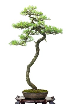Conifer pine as bonsai tree white insulated